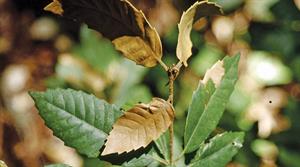 Phytophthora symptoms on leaves - credit: Joseph O’Brien, USDA Forest Service, Bugwood.org